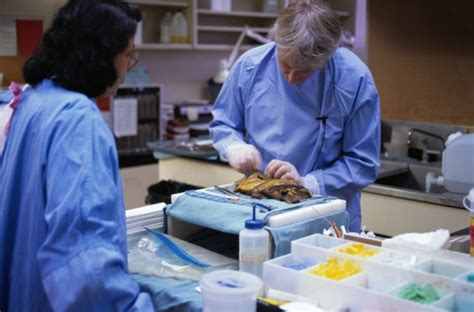 In this role, you may earn as high as 90,000 a year and as low as 20,000. . Autopsy technician salary